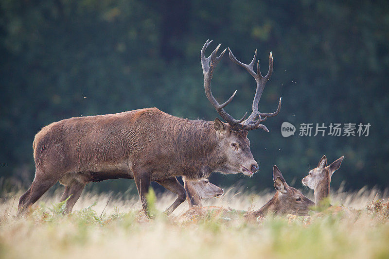 红鹿(Cervus elaphus)